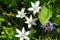 A picture of Ornithogalum flower.