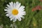 Picture of oxeye daisy herb
