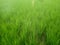 Picture of paddy plants in India`s field