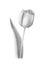 Picture Painting Picture pencil Painting graphic Painting black and white Drawing Tulip flower
