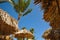 Picture palm trees and beach umbrellas on the background of blue