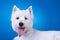 Picture of a panting westie