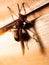 Picture of paper wasp Ropalidia fasciata on a wooden table