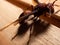 Picture of paper wasp Ropalidia fasciata on a wooden table