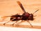 Picture of paper wasp Ropalidia fasciata on a wooden table