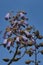 A picture of the Paulownia flowers.     Vancouver BC Canada