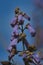 A picture of the Paulownia flowers.     Vancouver BC Canada