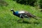 Picture of the peacock. Peacock in the park