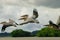 Picture of pelicans captured in Senegal