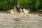 Picture of pelicans captured in Senegal