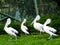 Picture of Pelicans, a genus of large water birds that make up the family Pelecanidae