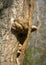 Picture with pepper, on an old tree trunk, rotten wood texture, growths on the tree