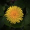 Picture Perfect Dandelion Close~Up