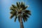 Picture perfect palm tree and blue sky captured by AI