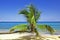 Picture perfect palm tree on white sandy beach with bright blue sky and vivid turquoise sea.