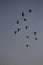 Picture of pigeons in high shutter speed in blue sky nature photography