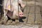 Picture of piglet sleeping behind metal cage tied with wire at a