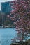 A picture of pink Magnolia blossom against the false creek.