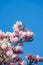 A picture of pink Magnolia blossom in the springtime.