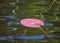 Picture with pink water lily leaf, beautiful water and glare texture