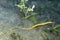 A picture of a pipefish