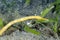 A picture of a pipefish