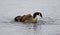 Picture of a powerful swim of a Canada goose