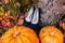 A picture of pumpkins lying near blue bridal shoes. Wedding decorations.