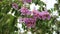 picture of purple bogenvile flowers in bloom for wallpaper or background