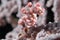 A picture of a pygmy seahorse