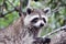 A picture of a Racoon