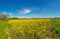 Picture of rape field in spring in typical bright yellow color