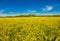 Picture of rape field in spring in typical bright yellow color