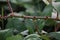 A picture of a raspberry vine with white tipped red thorns