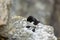 A picture of a razorbill (Alca torda) taken from above