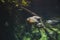 A picture of red-bellied piranhas swimming in the aquarium.