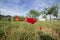 Picture of a red common poppy standing in a field of greend grass. Also called papaver rhoeas, it`s a flower of the papaveroideae