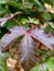 This is the picture of ricinus leaf.