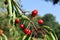 Picture of ripe cherries on a tree ready to be picked-up for eating.