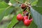 Picture of ripe and colored cherries on a tree ready to be picked-up for eating.