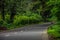 Picture of road connecting to village covered with huge old trees