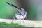 Picture of robber fly