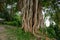 Picture of the roots of a large Banyan tree along the river. A banyan tree in Bangladesh Ficus benhalensis
