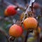 Picture of a rose hip growing on a tree. Ripe rose hip on a chilly day, close up