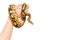Picture of Royal or Ball python on kid\'s hand