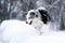 Picture of running australian shepherd during winter