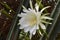 Picture of a San Pedro cactus flower. Around mid-summer, this cacti plant produces white flowers, together with a few edible fruit