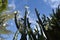 Picture of a San Pedro cactus with flowers, a massive cactus that can reach up to six metres tall.