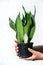 Picture of sansevieria moonshine plant.