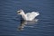 A picture of a seagull calling in the lake.  Burnaby BC